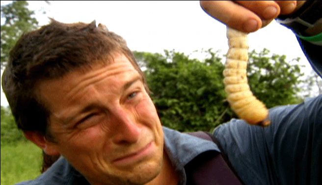 Bear Grylls looking at the huge maggot larva that he is about to eat.