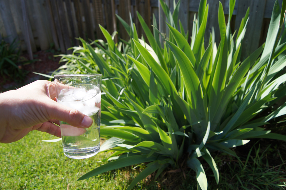 Holding a glass of water in front of a plant.